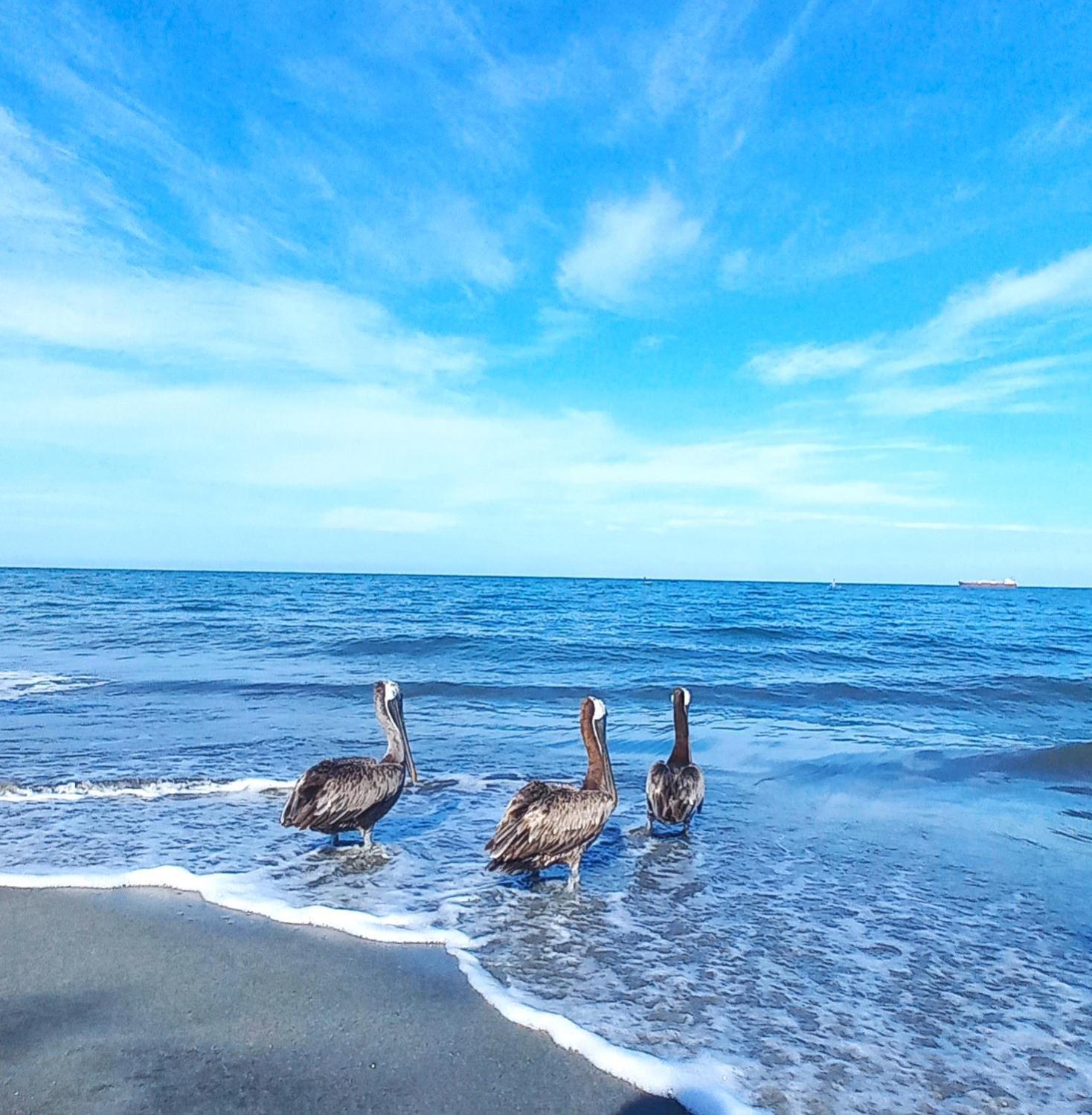 Cautivador Samaria Club De Playa Con Salida Directa Al Mar Y Sus Hermosas Playas De Pozos Colorados Apartment