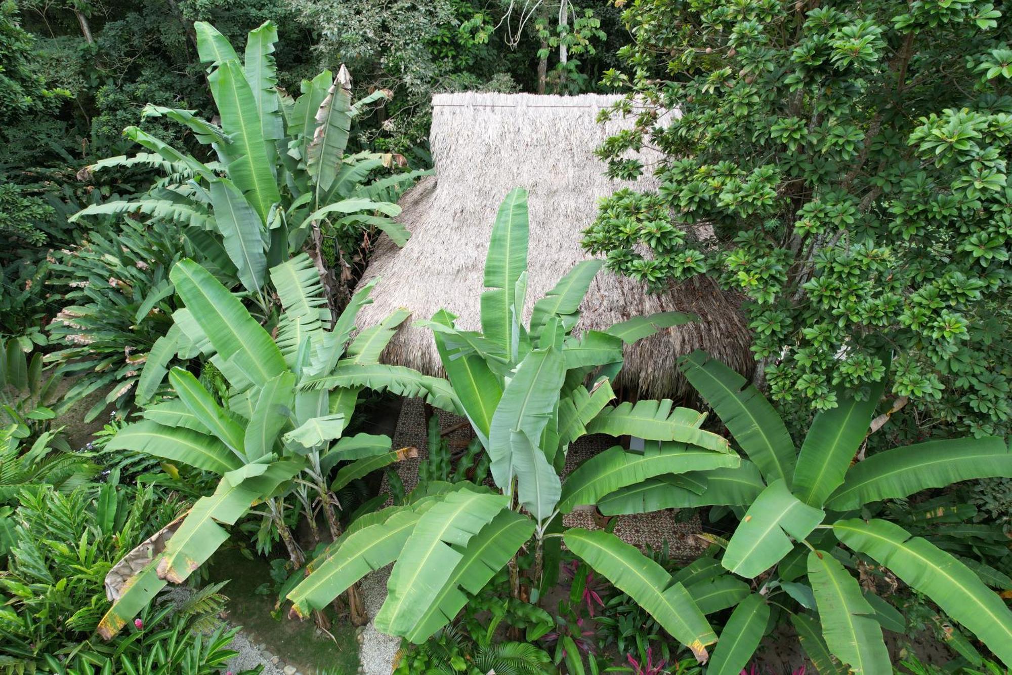 Salvia Madre Villa *