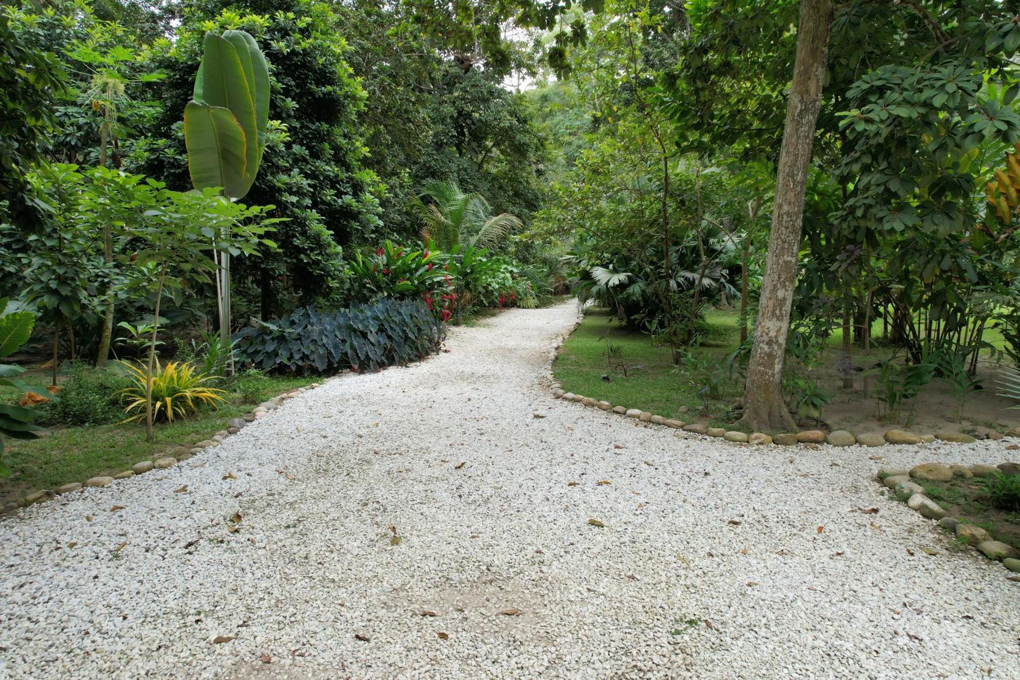 Salvia Madre Villa *