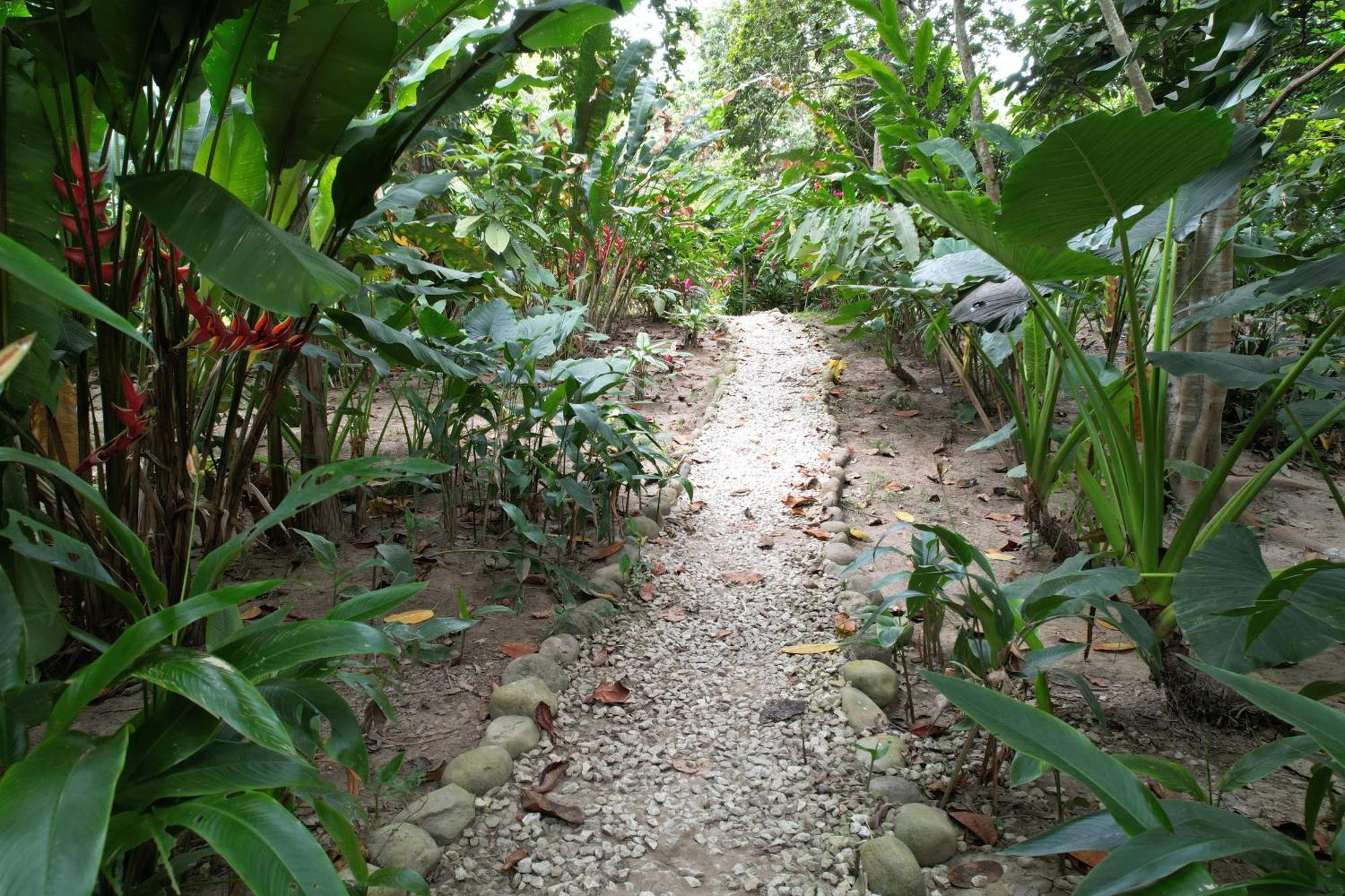 Salvia Madre * Santa Marta (Magdalena)