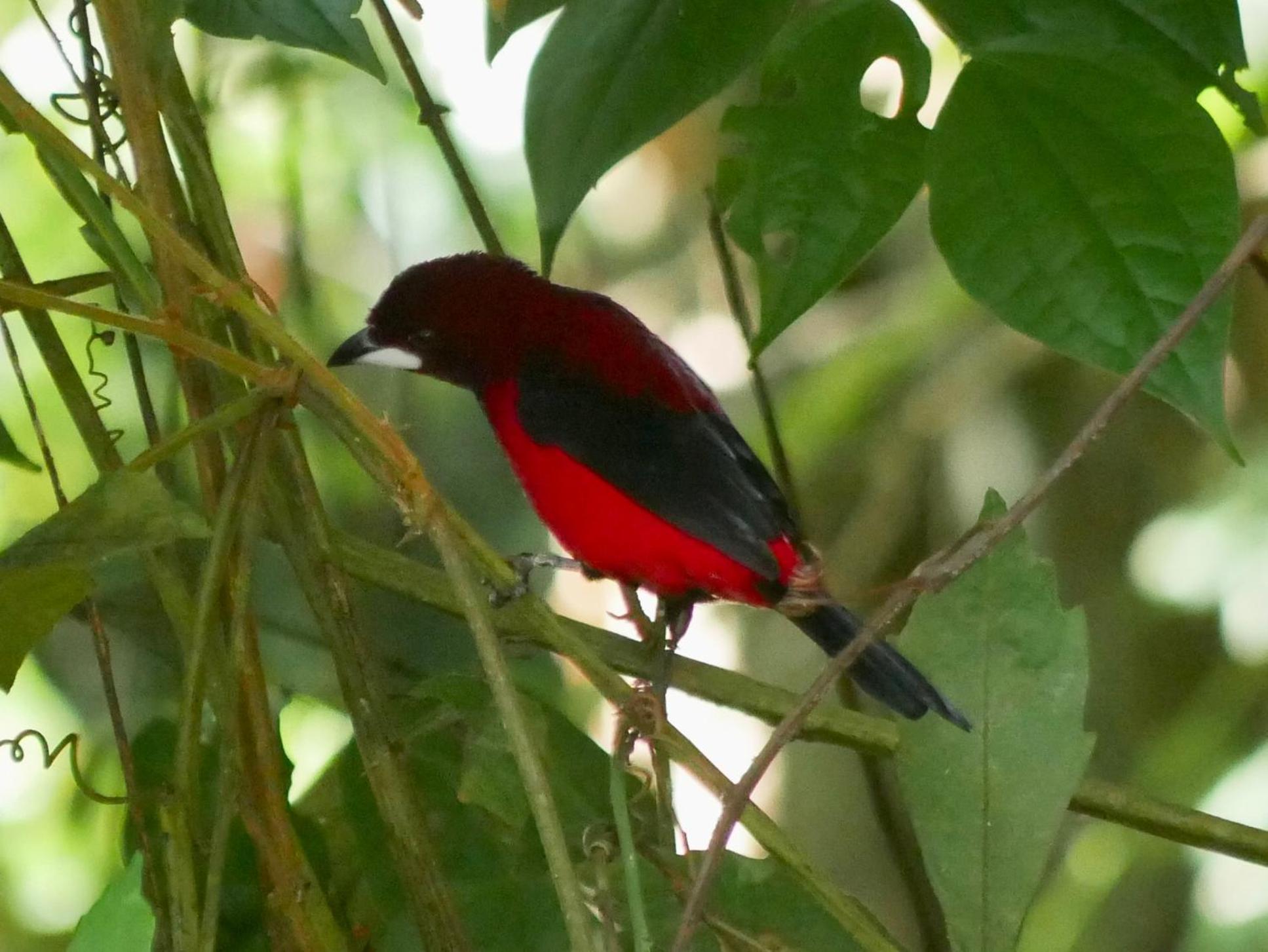 La Cima Tayrona