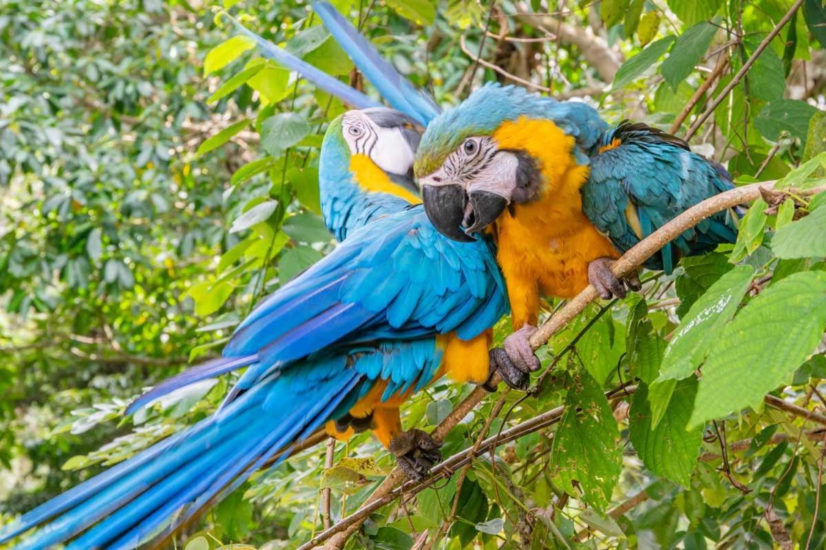 Campo de lujo La Cima Tayrona