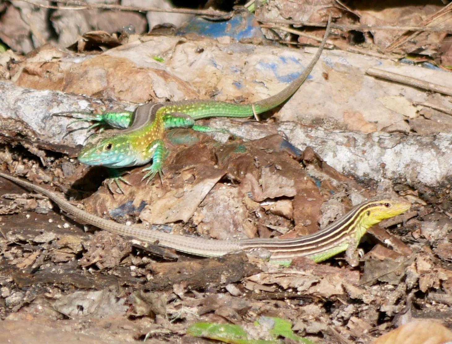 La Cima Tayrona Campo de lujo Santa Marta (Magdalena)
