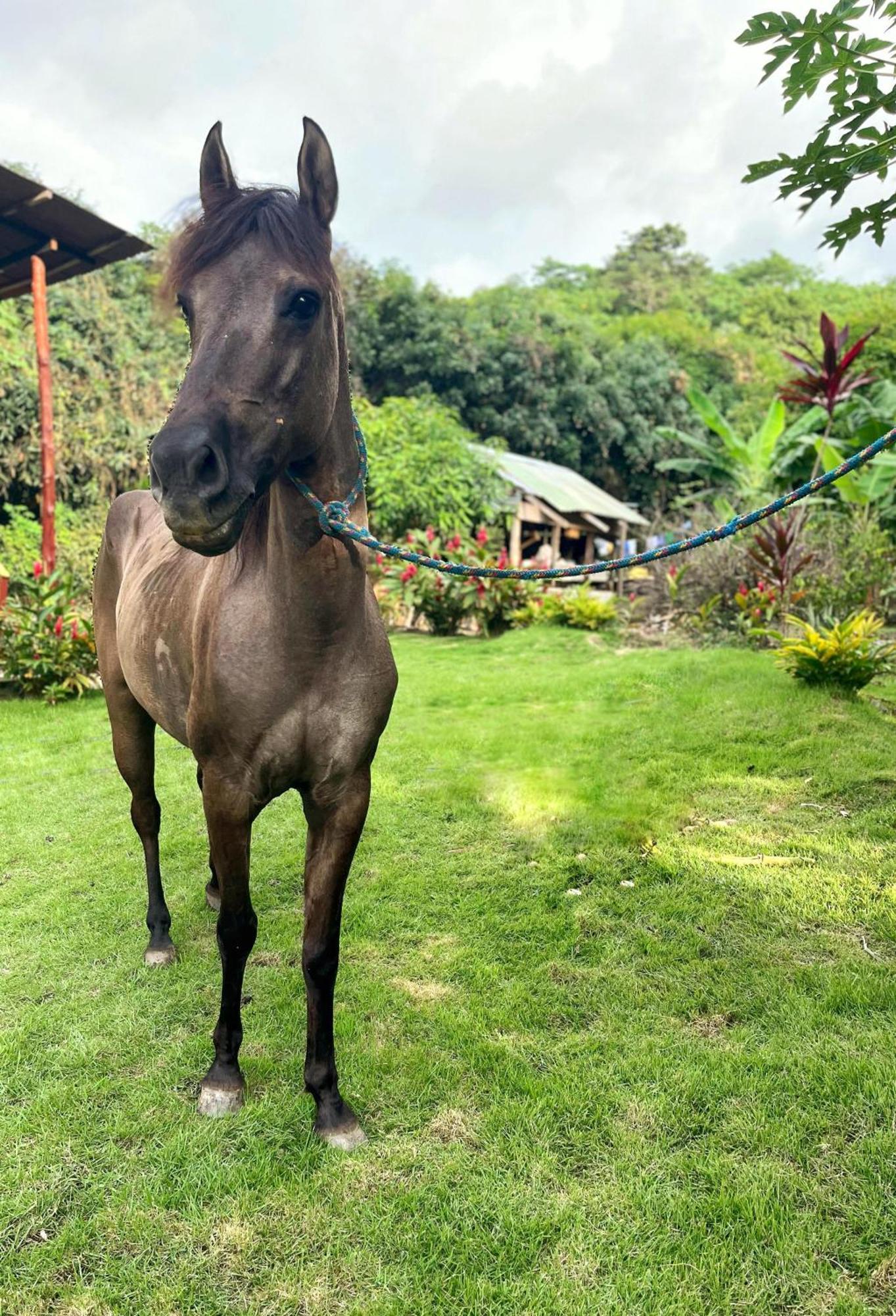 Tayrona Eco-finca Zelandia Y Lodge *